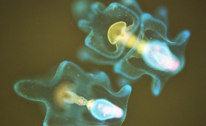 Image of crown-of-thorns starfish larvae taken under a florescence microscope.